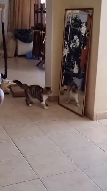 Бой с зеркалом