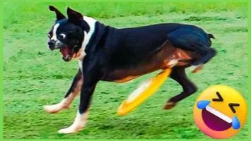 СМЕШНЫЕ КОТЫ | ЛУЧШИЕ ПРИКОЛЫ С КОТАМИ, СОБАКАМИ, КОШКИ, СОБАКИ, ЖИВОТНЫЕ, СМЕШНОЕ ВИДЕО