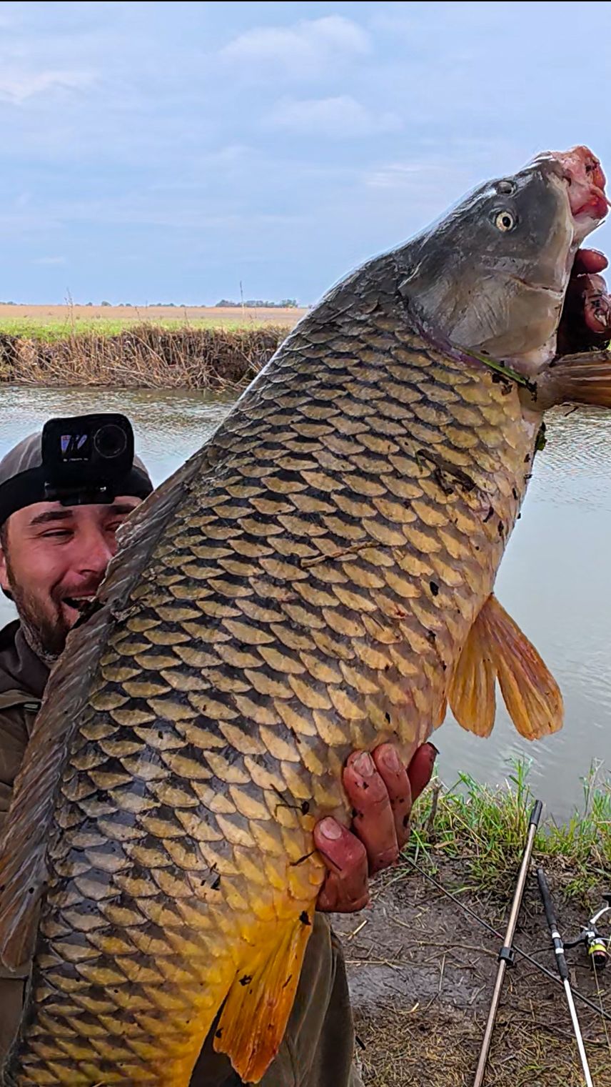 Огромный сазан на жмых!