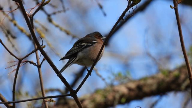 Птицы в Великом Новгороде, голоса птиц, Зяблик поёт, наблюдение птиц, 21 апреля 2026