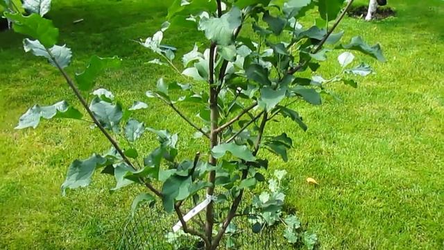 ЛЕТНЯЯ ФОРМИРОВКА СЛИВЫ В ГОД ПОСАДКИ. Простые приемы. #ВиталийОрех #Виталий7соток