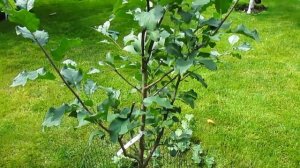 ЛЕТНЯЯ ФОРМИРОВКА СЛИВЫ В ГОД ПОСАДКИ. Простые приемы. #ВиталийОрех #Виталий7соток