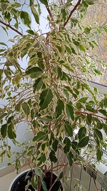 Фикус Бенджамина: какой высоты вырастает в домашних условиях