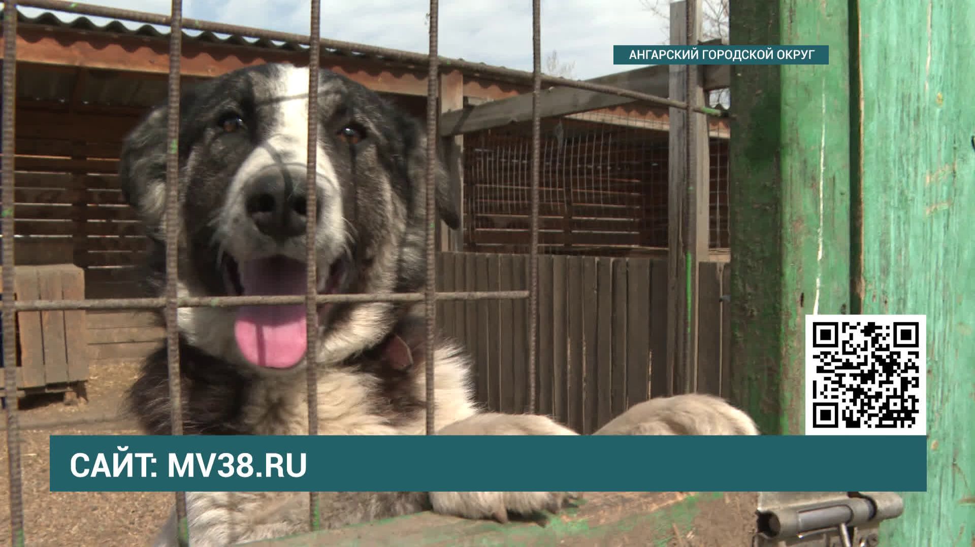 Ангарский приют для животных  