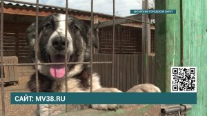 Ангарский приют для животных  "Помоги выжить" нуждается в поддержке!
