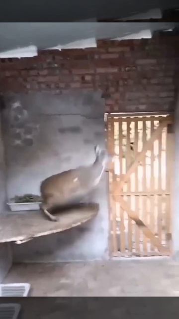 VID_20260421_160106_986.mp4