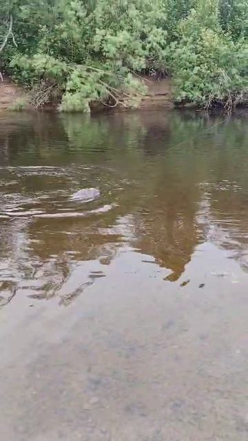 Угай, таймень, сима и кунджа  на воблер 80 мм (13 гр) №38 от Mr.Musurok 🔥