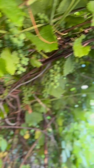 Copy_1CB80F53-FA6F-4C9D-8FA4-04C2F64F086E