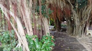 Баньяны на озере!