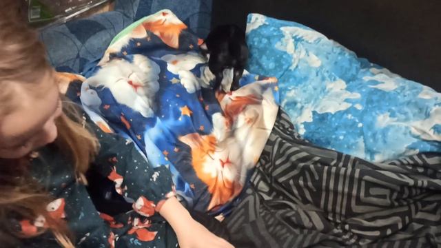 МИНИ чихуа Диана почему так дорого стоит ? #купить_щенка_чихуа_продаю +79215950848