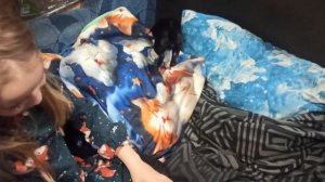 МИНИ чихуа Диана почему так дорого стоит ? #купить_щенка_чихуа_продаю +79215950848