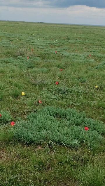 Быковский район.Волгоградская область.