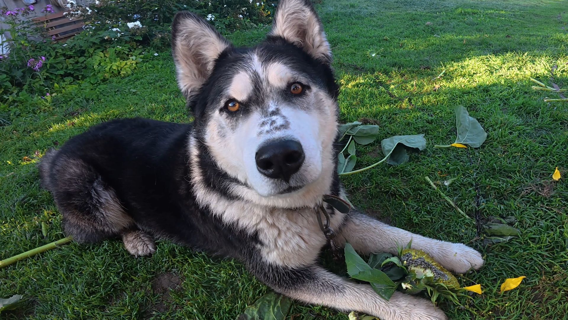 Дик на даче 11.09 - 18.09.2025