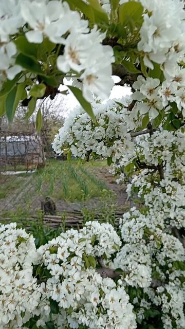 Груша цветет бесподобно.