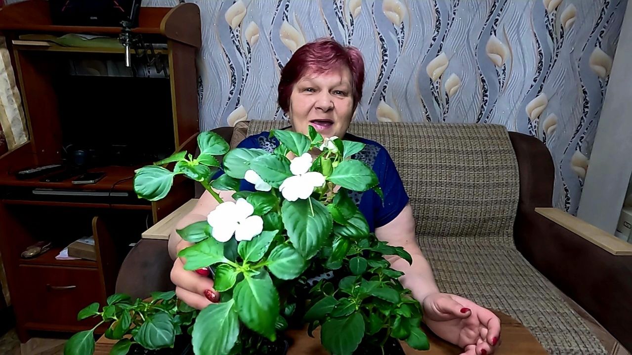 САМЫЙ УДАЧНЫЙ СПОСОБ ЧЕРЕНКОВАНИЯ!! БАЛЬЗАМИНЫ - КРАСАВЦЫ!!