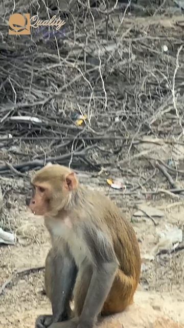 Индия, Дели