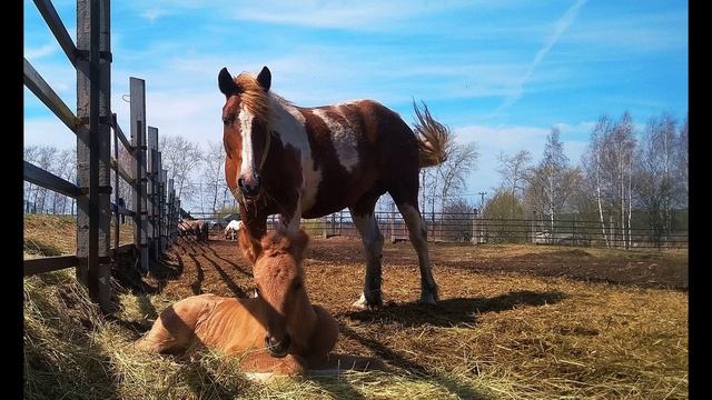 П. Коэльо. О свободе и необходимости. Притча 47. Книга Воина Света