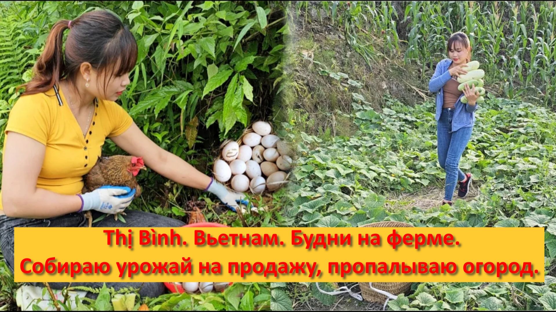 Thị Bình. Вьетнам. Будни на ферме. Собираю урожай на продажу, пропалываю огород.