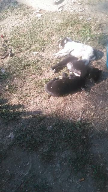 Щенки отдыхают 2024.10.11