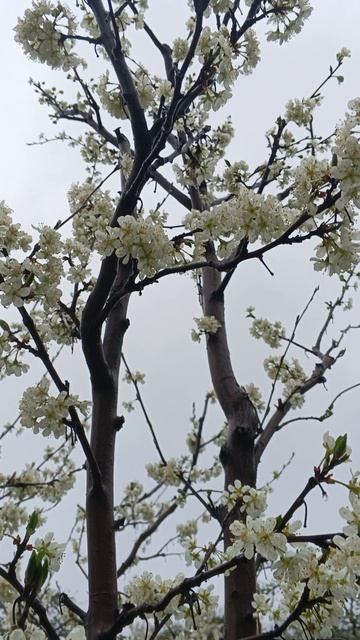 Погода не радует...🌧️
