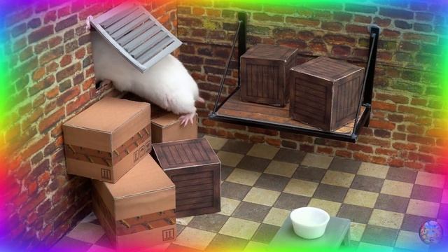 Приключения хомяков Невероятное испытание в лабиринте! часть 4