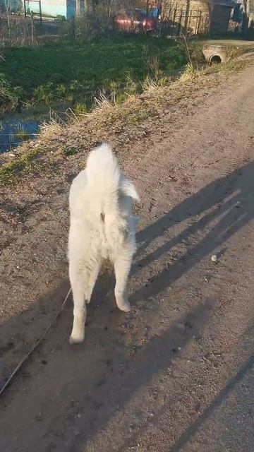 Вечерняя прогулка