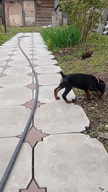 Жена выгуливает Афину. 😇