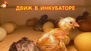 Движ в инкубаторе и что делают цыплята в первые часы жизни