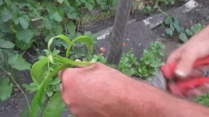 Формировка персика после вымерзания. Восстановление кроны персика. #ВиталийОрех #Виталий7соток