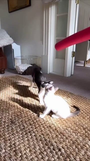 Смешные коты #118-10