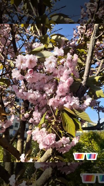 InShot_20260418_085810679