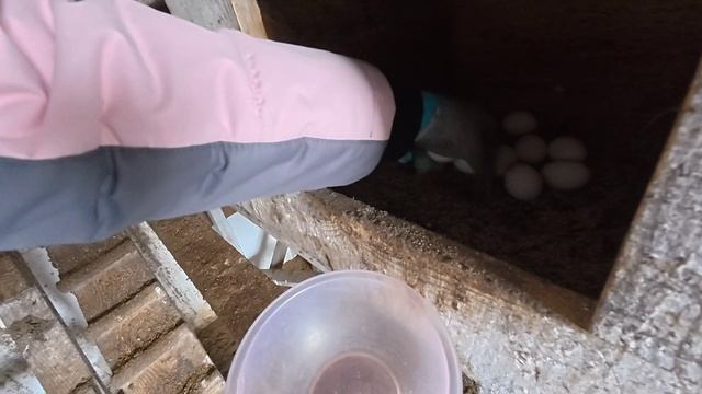 20.04.2026 // Постряпала медовик // Рассада томатов