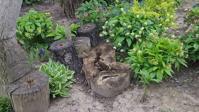 🌳 Грецкий ОРЕХ - меняются планы...