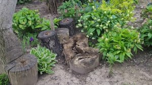 🌳 Грецкий ОРЕХ - меняются планы...