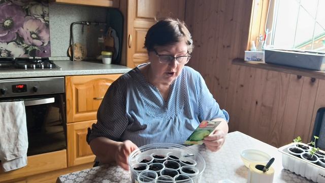 21 апреля. Посеяла капусту, замочила кабачки.