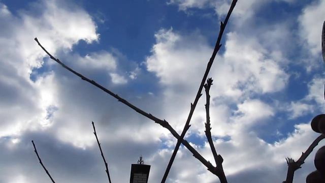 ОБРЕЗКА ЧЕРЕШНИ. Как формировать молодое дерево. #ВиталийОрех #Виталий7соток