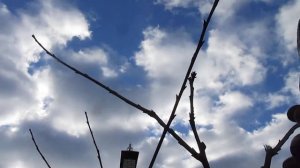 ОБРЕЗКА ЧЕРЕШНИ. Как формировать молодое дерево. #ВиталийОрех #Виталий7соток