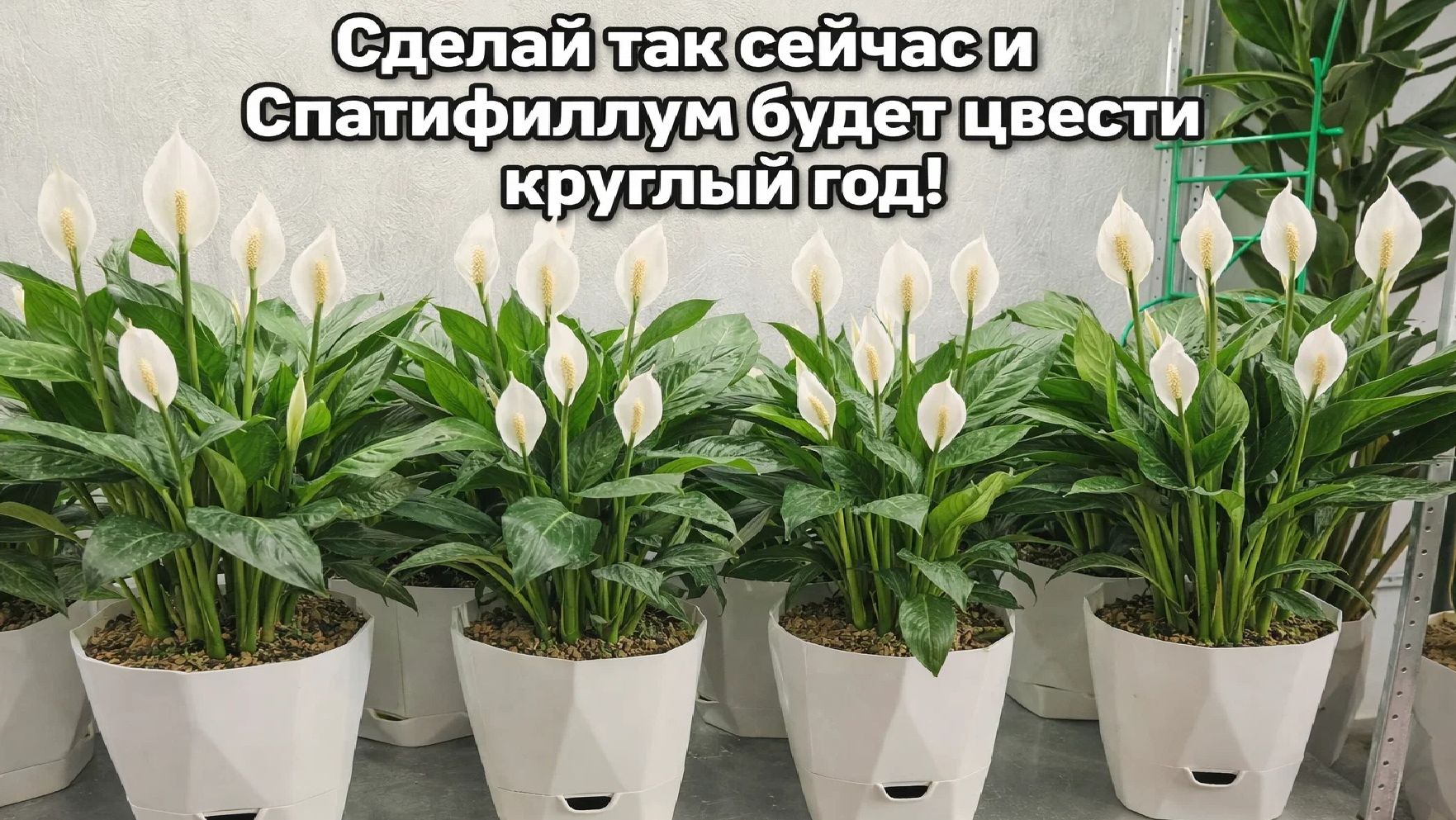 Сделай ТАК со СПАТИФИЛЛУМОМ и он будет ЦВЕСТИ КРУГЛЫЙ ГОД!