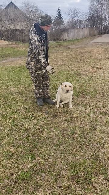 Лабрадор Зара уроки дрессировки.