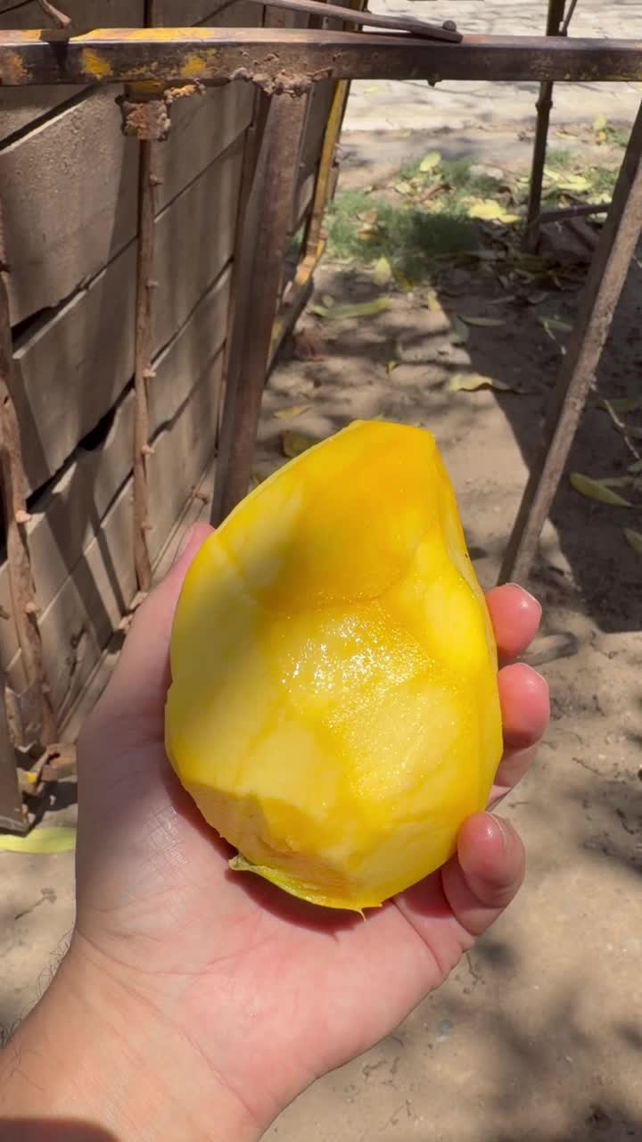 Индийское манго