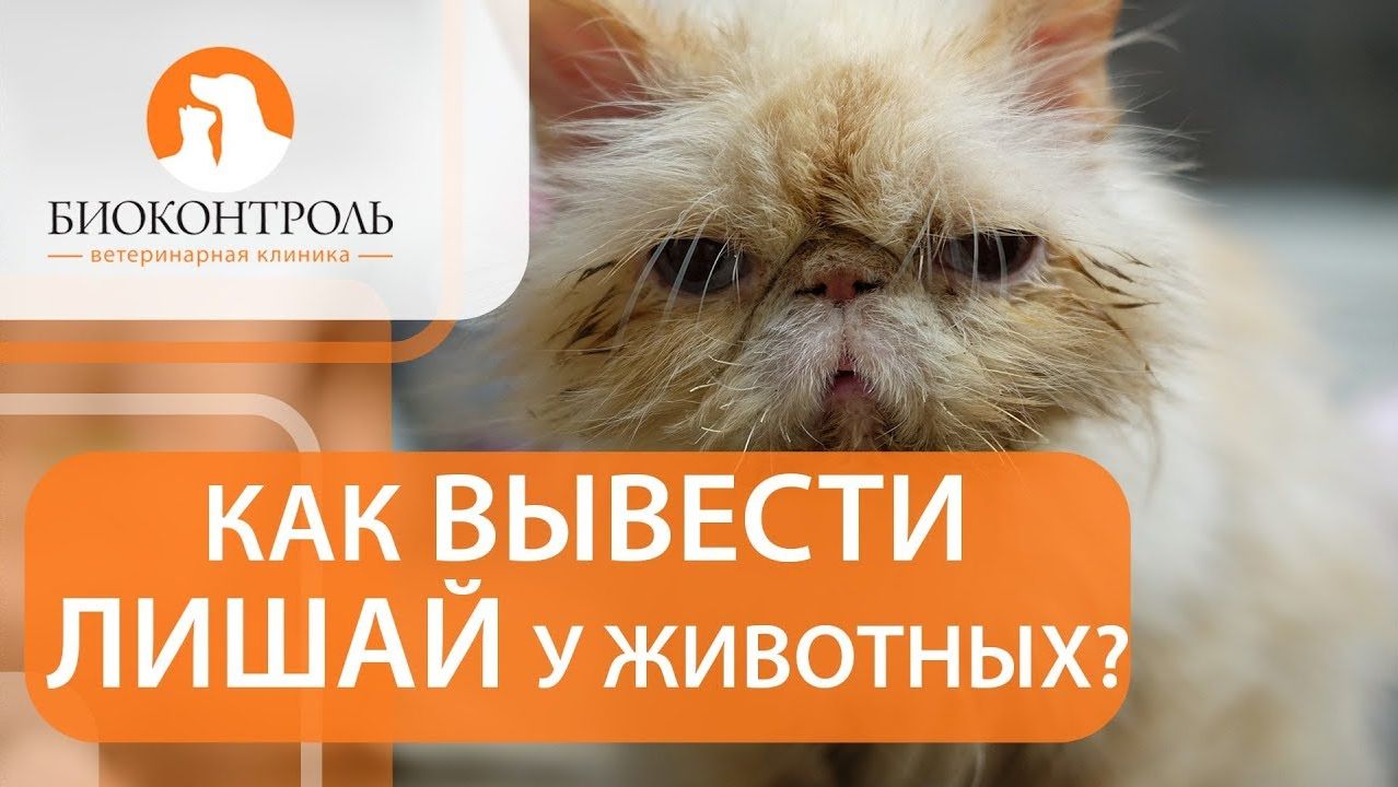 Лишай у животных. ✂ Как вылечить лишай у животных? Биоконтроль.