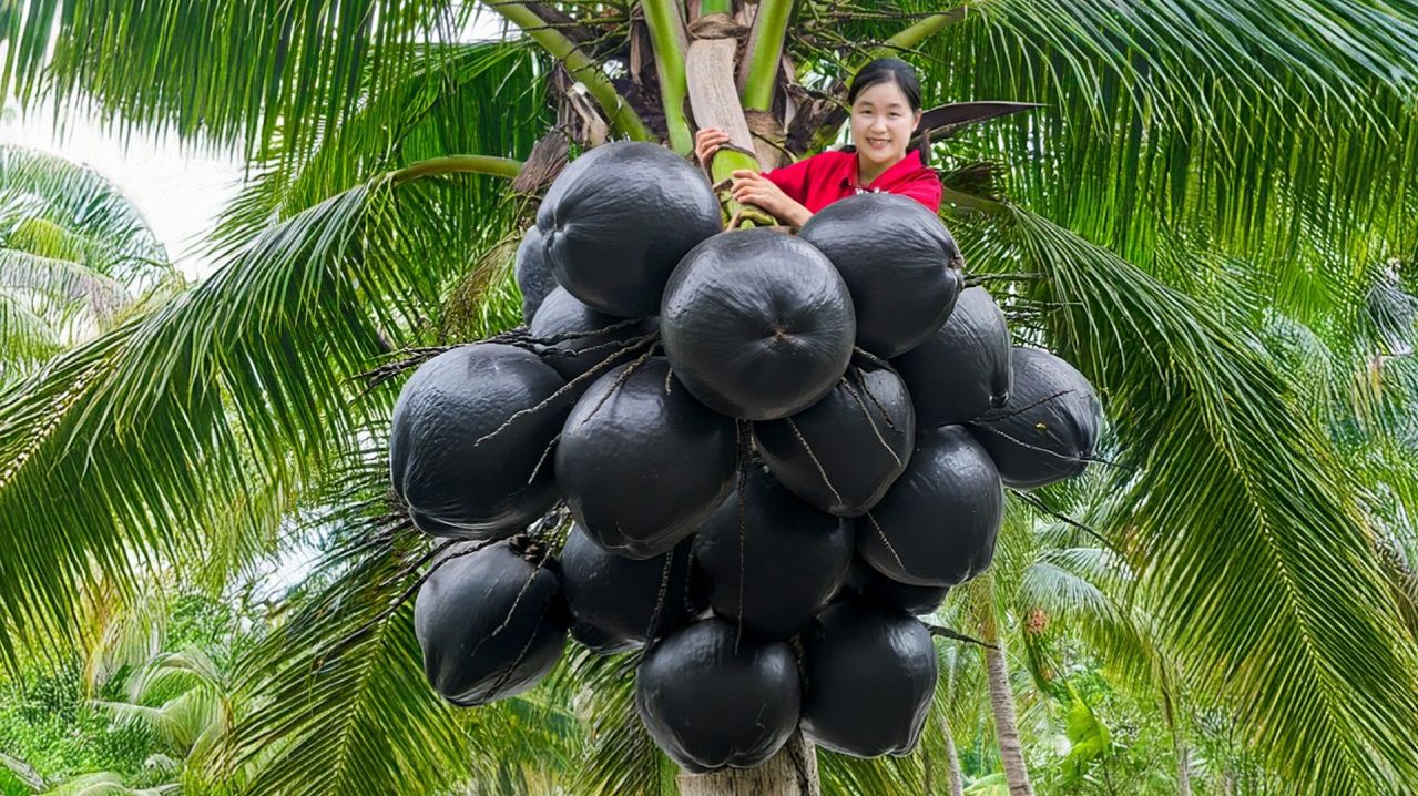 День сбора урожая в гигантском диком кокосовом саду, для продажи на рынке.  Elli Life