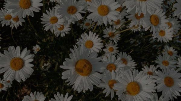 Привет привет ребята если что я вернулась😊✨🍃