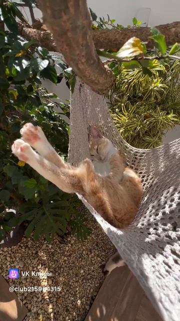 #котэ #котики #смешноевидео #смешныекоты #подписываемся