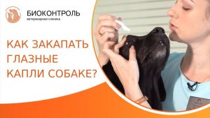 Как капать капли в глаза собаке, гигиена глаз, частые ошибки. Как капать капли в глаза собаке. 18+