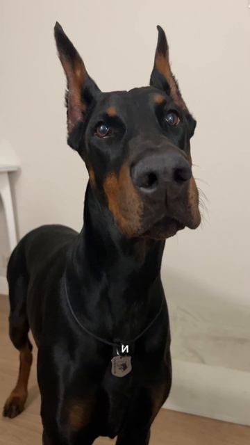 РАЗГОВОРЫ С СОБАКОЙ 🗣️