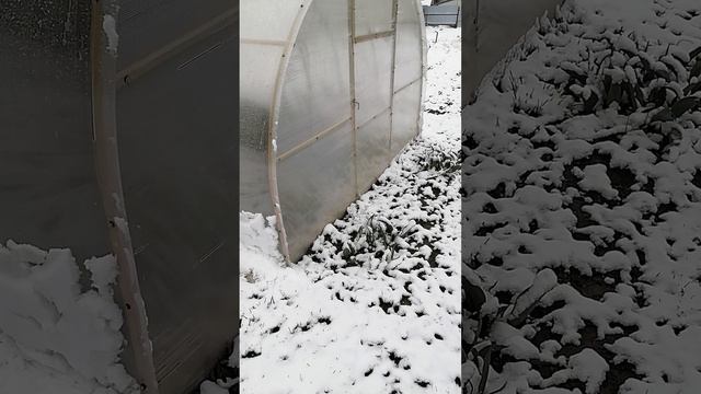 Давно снега не было.