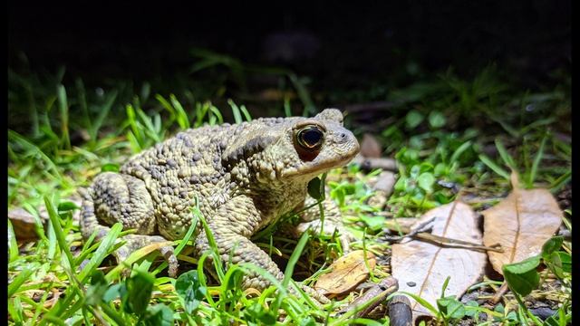 П. Коэльо. Об отличии ангела и демона. Притча 61. Книга Воина Света