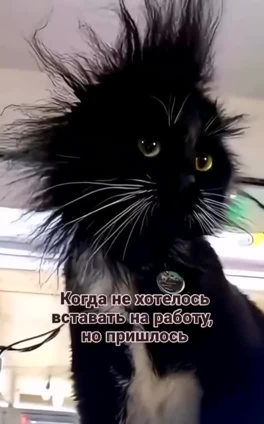 #животные #Милые #видео