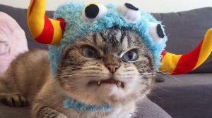 cute cats
